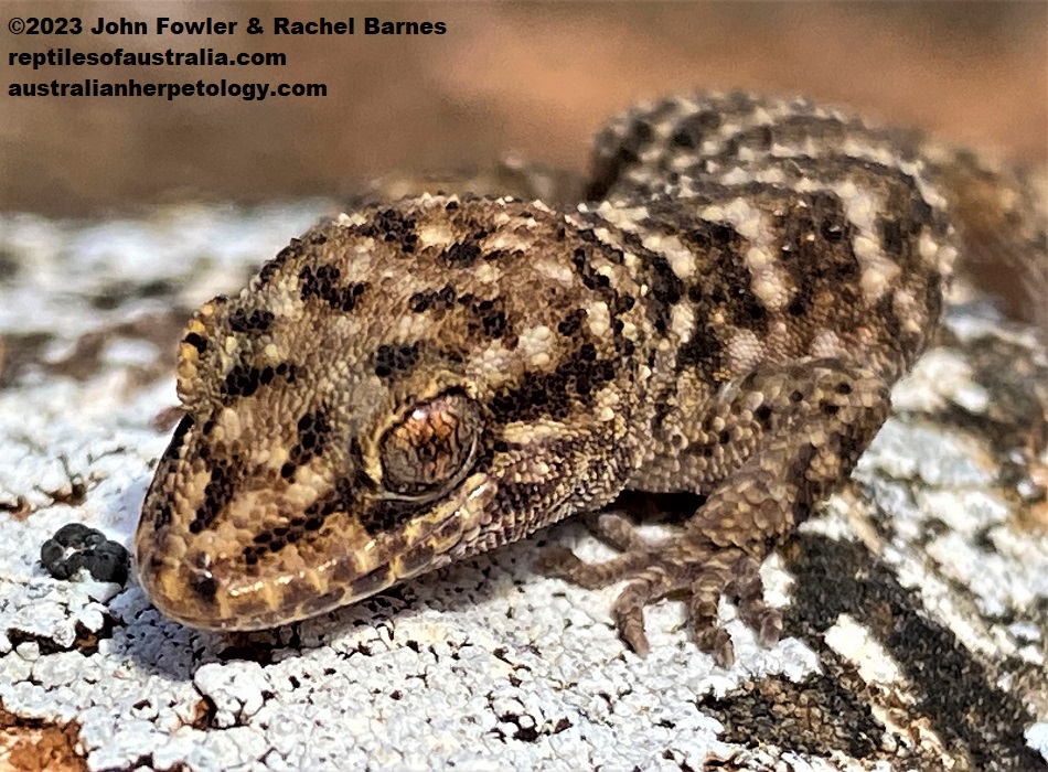 Bynoe's Gecko (Heteronotia binoei) photographed north of Mannum SA